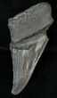 Half Of A Fossil Megalodon Tooth #17258-1